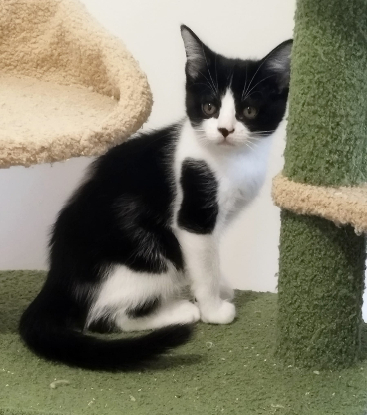 Adoption Moosh