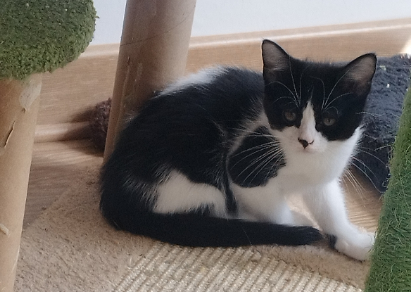 Adopter Moosh