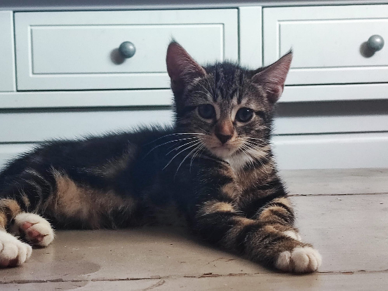 Adopter Chihiro