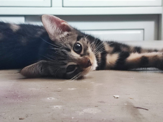 Adopter Chihiro