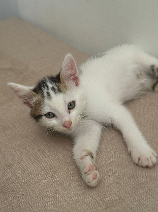 Adopter Loki
