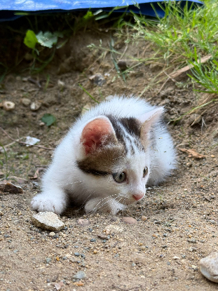 Adopter Loki