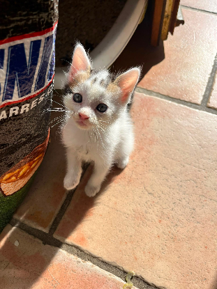 Adoption Loki