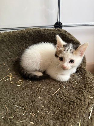 Adoption Loki