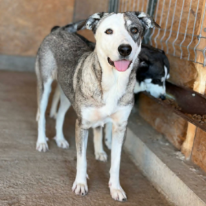 Adopter Luza