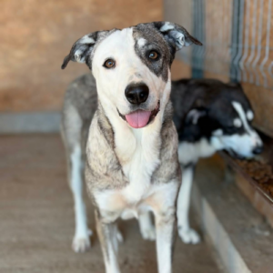 Adoption Luza