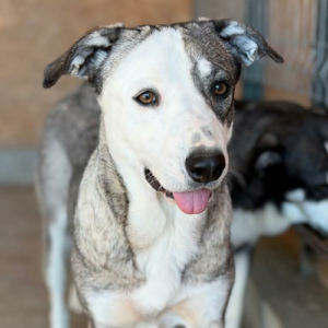 Adoption Luza
