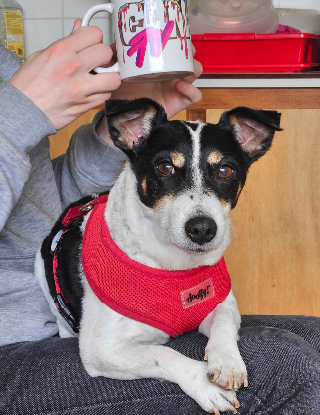 Adopter Ricky