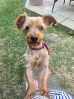 Adopter  chien : Cyane