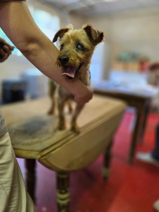 Adopter Cyane
