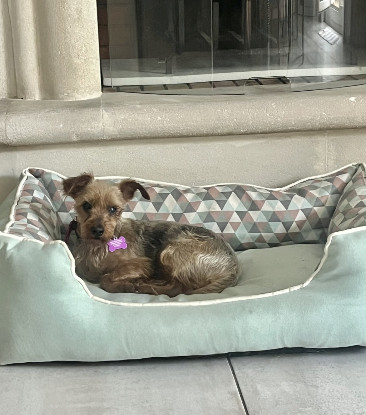 Adoption Cyane