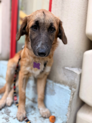 Adopter Leshka