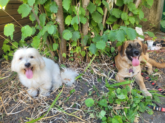 Adopter Leshka