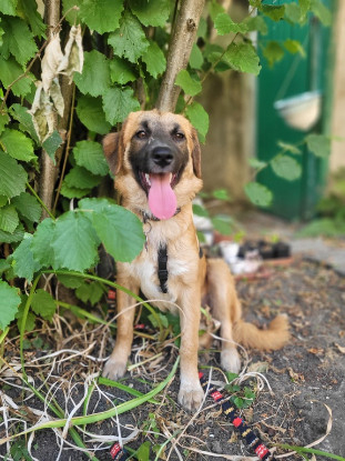 Adoption Leshka
