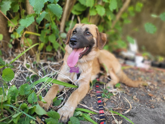 Adoption Leshka