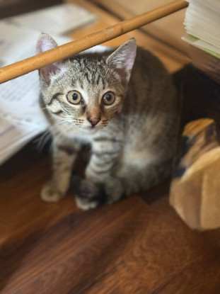 Adopter Tchoupette