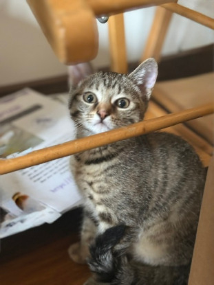 Adopter Tchoupette