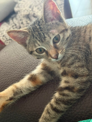 Adoption Tchoupette