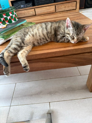 Adoption Tchoupette