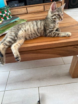 Adopter Tchoupette