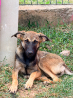 Adopter  chien : Dakota