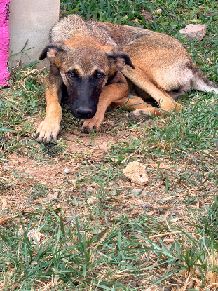 Adopter Dakota