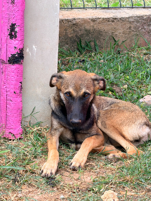 Adopter Dakota