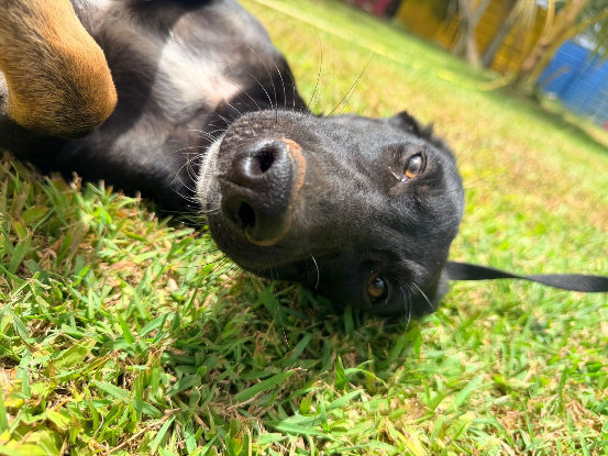 Adopter Denver