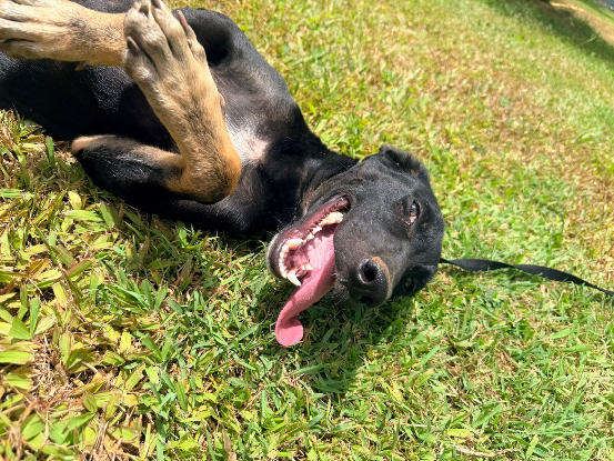 Adopter Denver