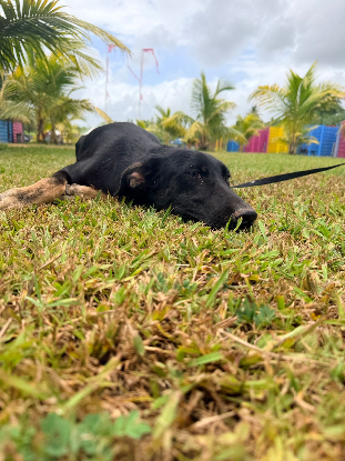 Adopter Denver