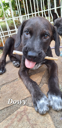 Adopter Dowy