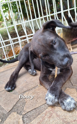Adopter Dowy