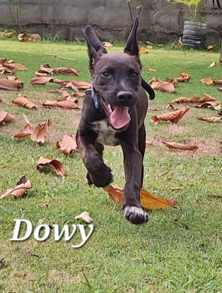Adoption Dowy
