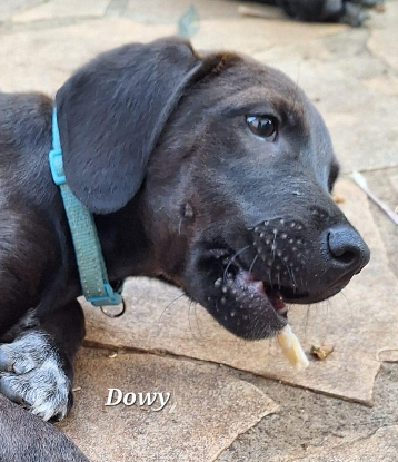 Adoption Dowy