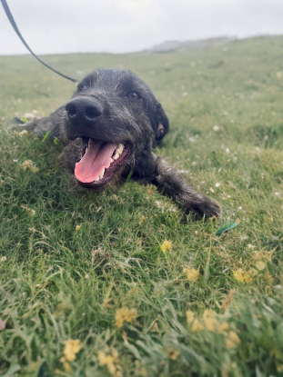Adopter Drake