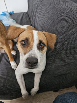Adopter Elliot