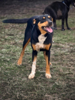 Adopter  chien : Fidji