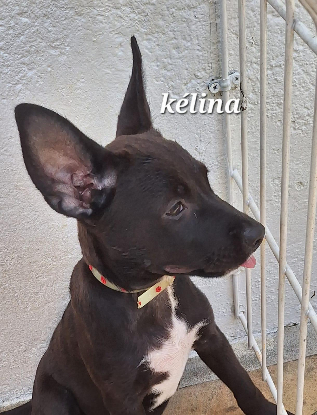Adopter Kelina