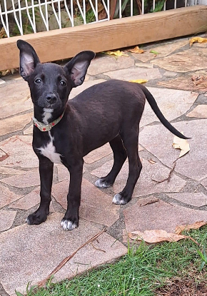 Adopter Kelina