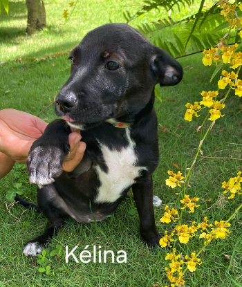 Adopter Kelina