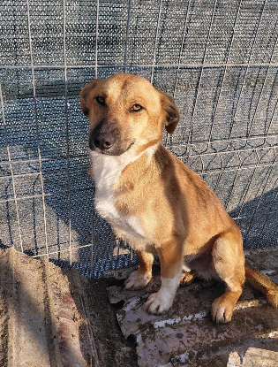 Adopter Leandro