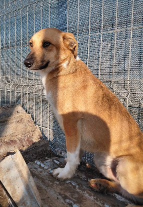 Adopter Leandro