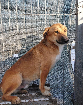 Adopter Leandro