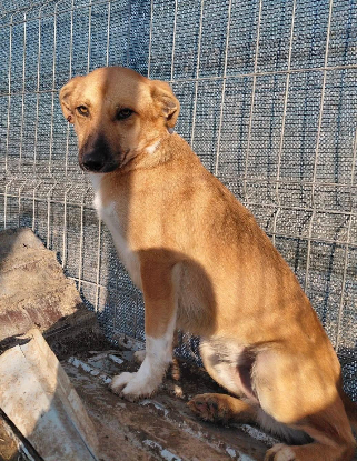 Adoption Leandro
