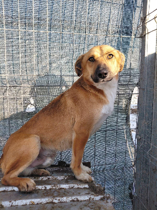 Adoption Leandro