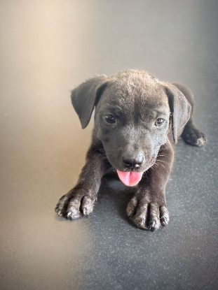 Adopter Kira