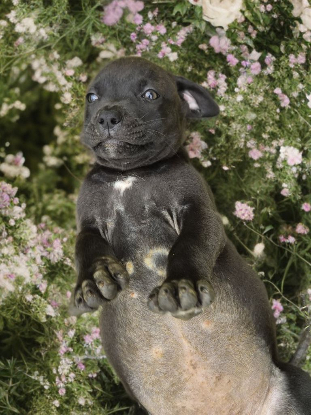 Adoption Kira