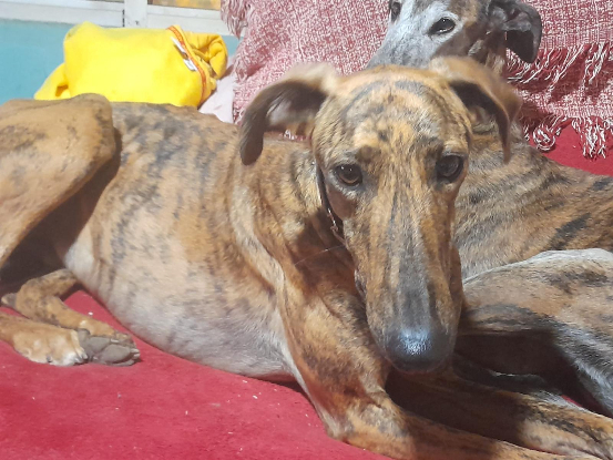 Adopter Paquito