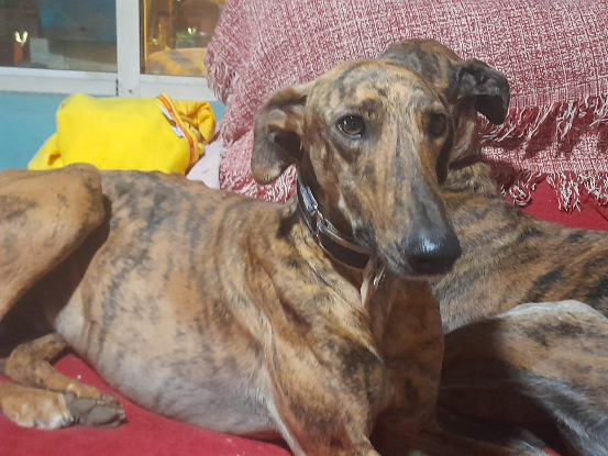 Adopter Paquito