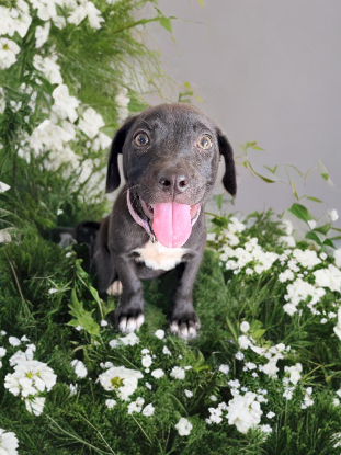 Adoption Liera